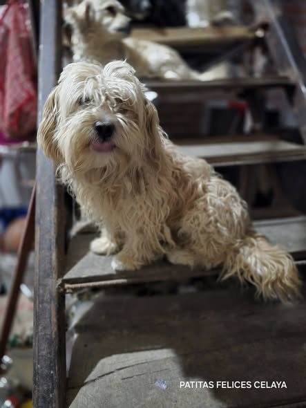 Mixed Breed