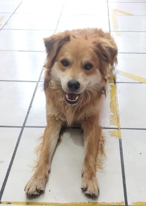 Mixed Breed