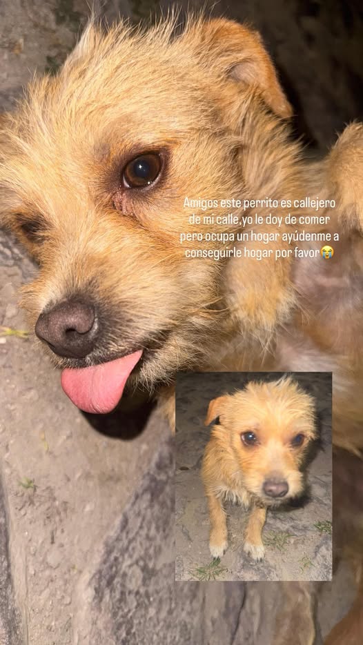 Mixed Breed