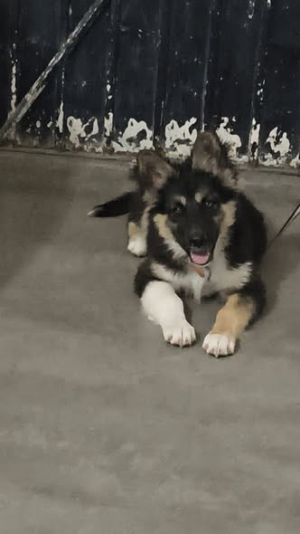 Mixed Breed