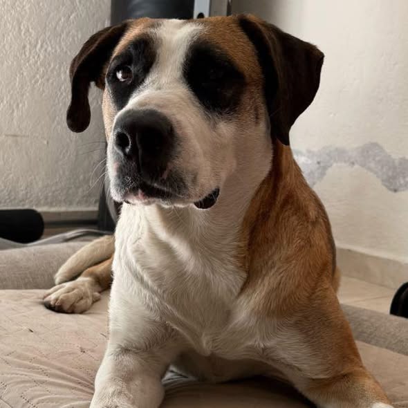 Mixed Breed