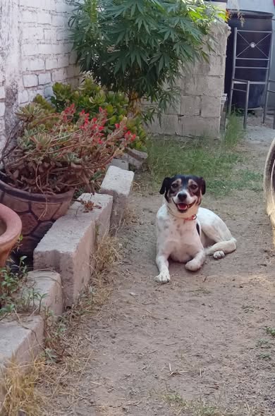Mixed Breed