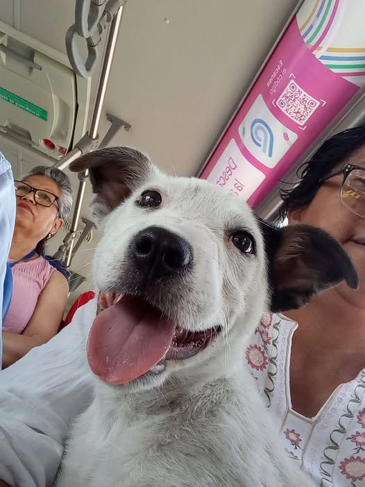 Mixed Breed