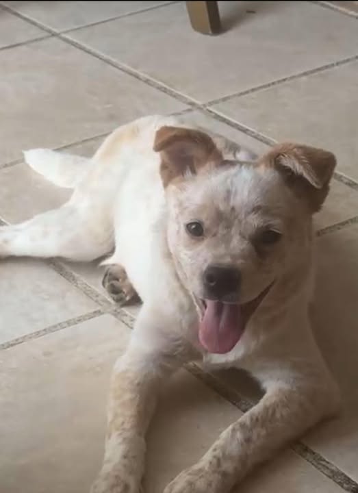 Mixed Breed