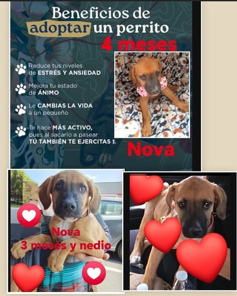 Mixed Breed
