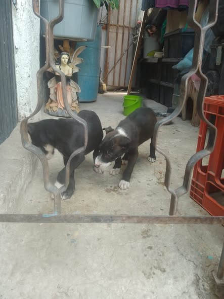 Mixed Breed