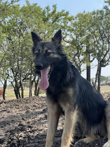 German Shepherd
