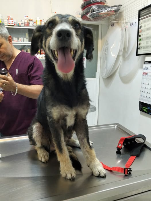 Mixed Breed