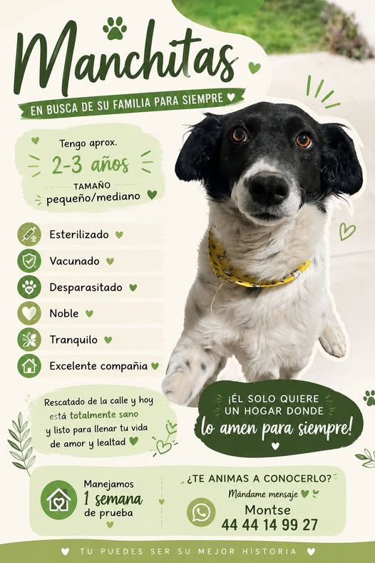 Mixed Breed