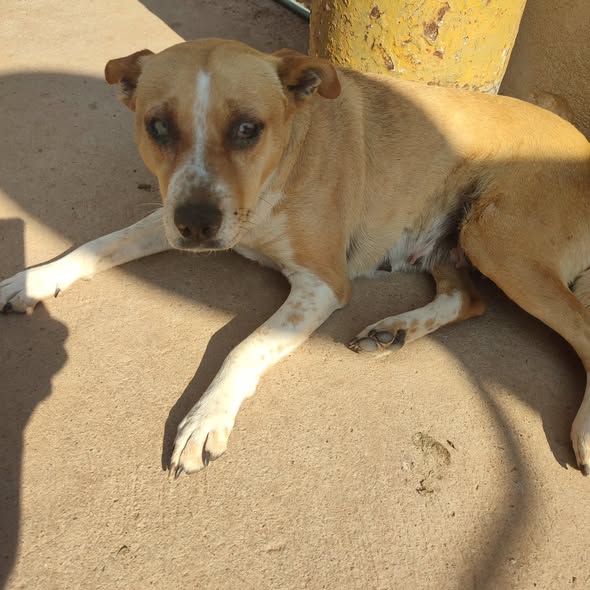 Mixed Breed