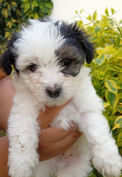 Mixed Breed