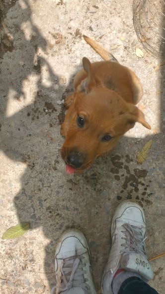 Mixed Breed