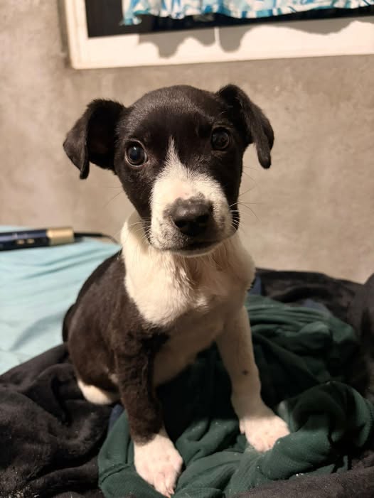 Mixed Breed