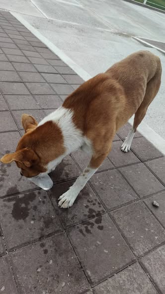 Mixed Breed
