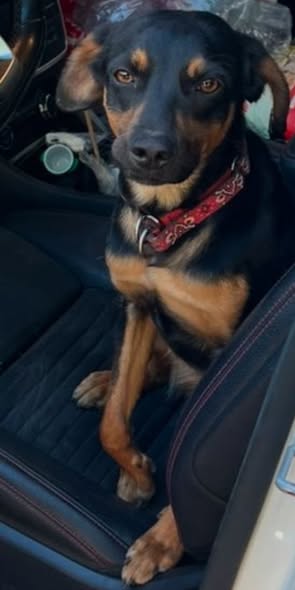 Mixed Breed