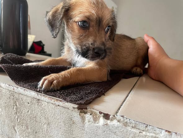 Mixed Breed