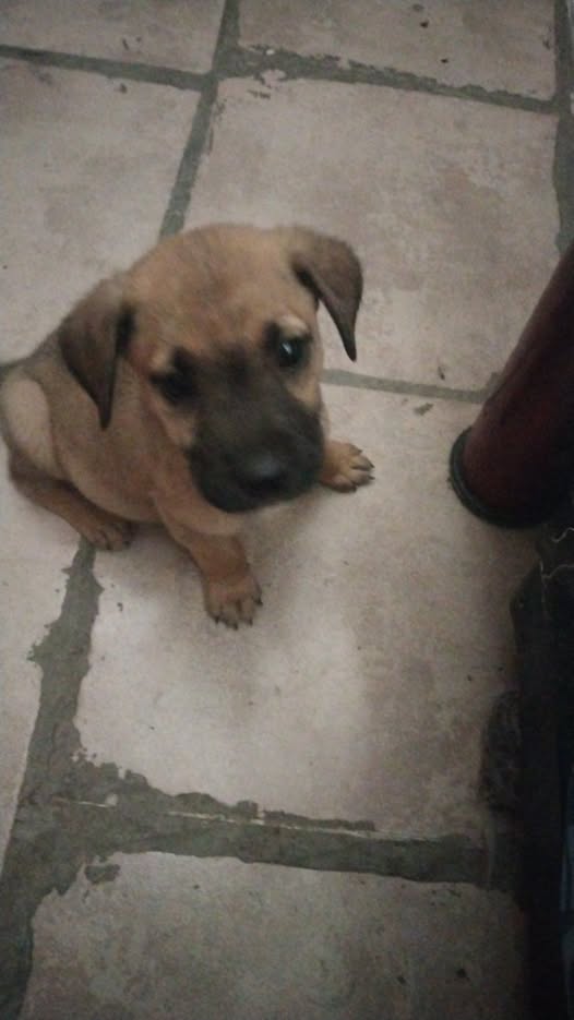 Mixed Breed