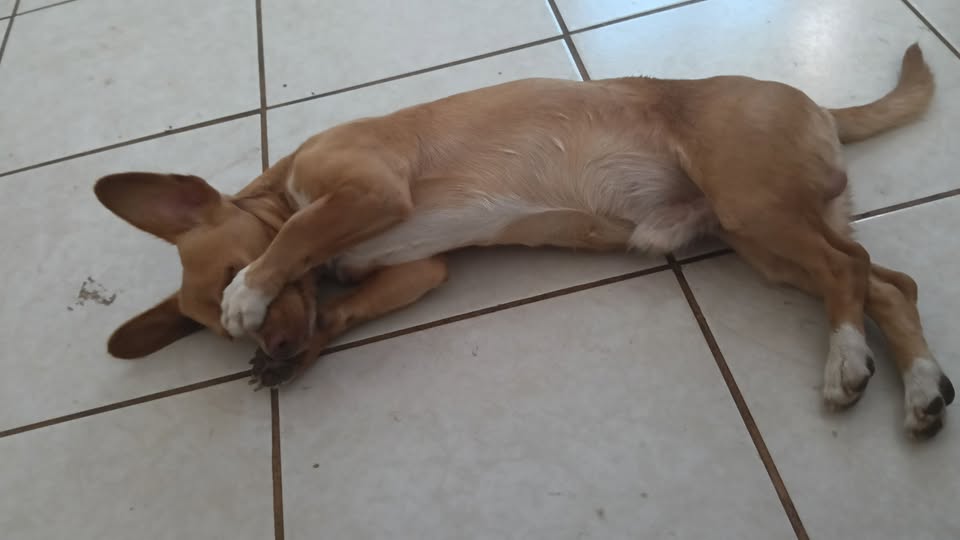 Mixed Breed