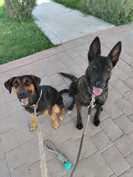 Mixed Breed