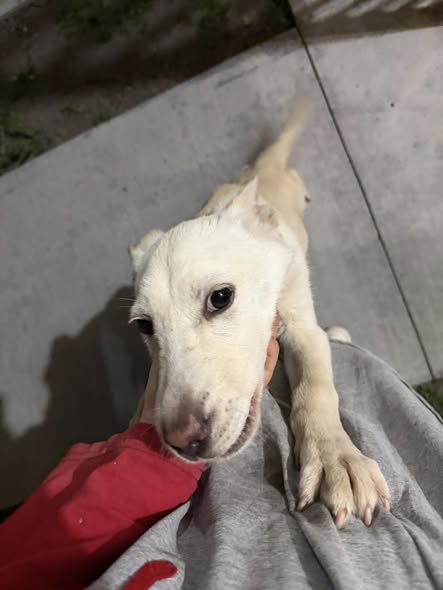 Mixed Breed