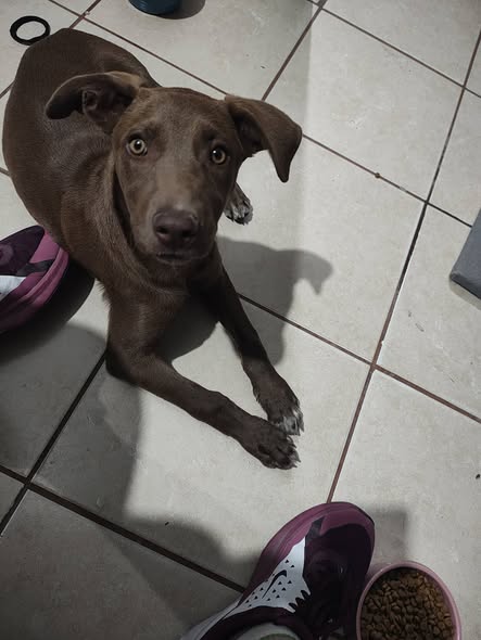 Mixed Breed