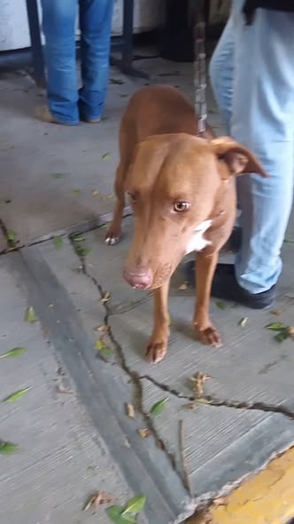 Mixed Breed