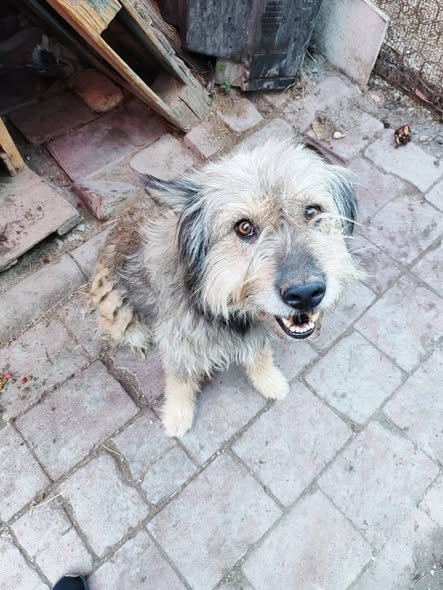 Mixed Breed