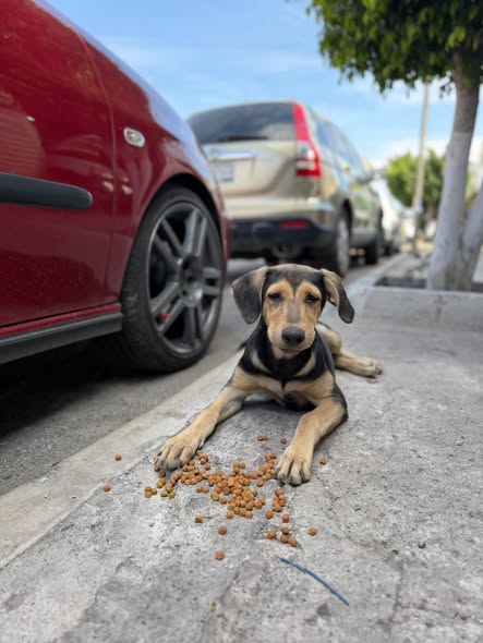 Mixed Breed