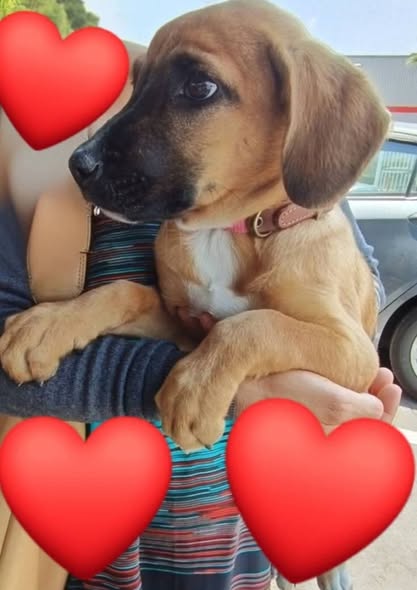 Mixed Breed
