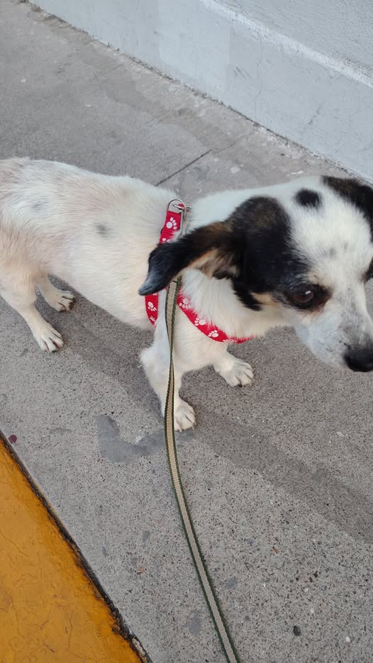 Mixed Breed