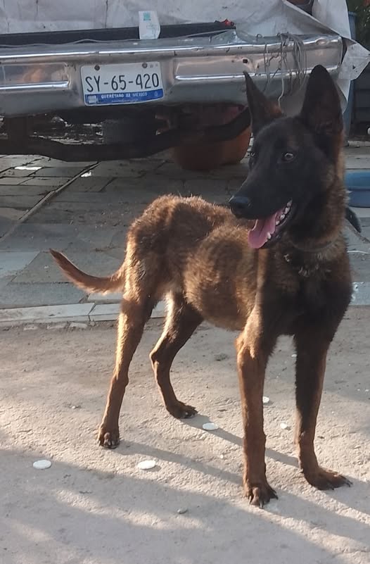 Belgian Malinois