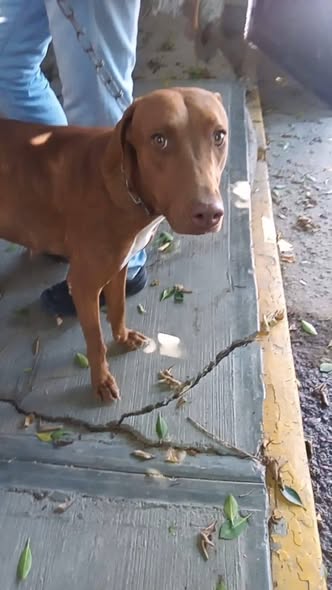 Mixed Breed