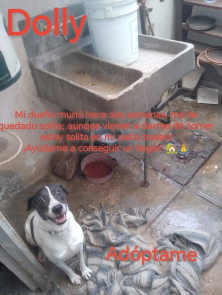 Mixed Breed