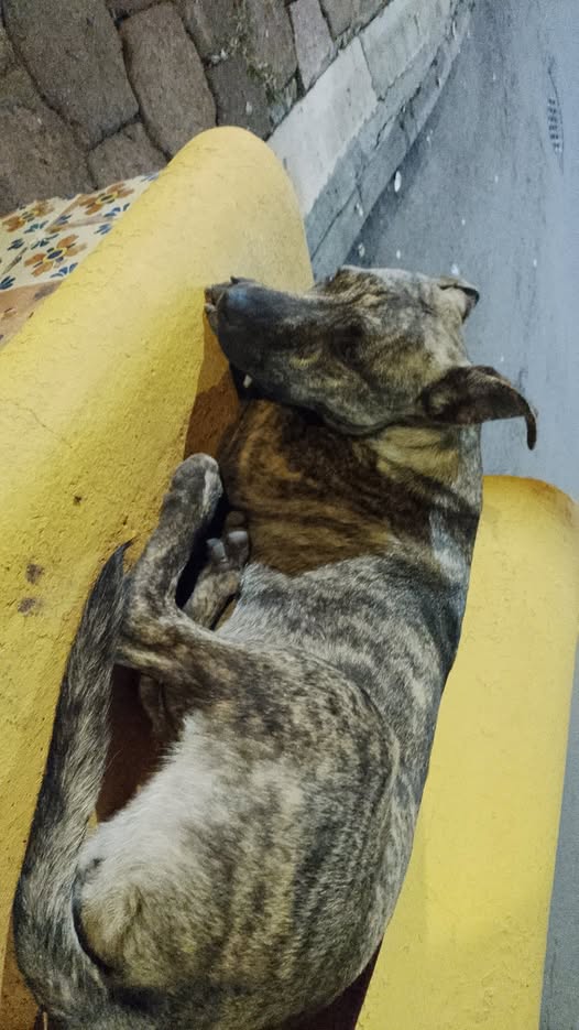 Mixed Breed