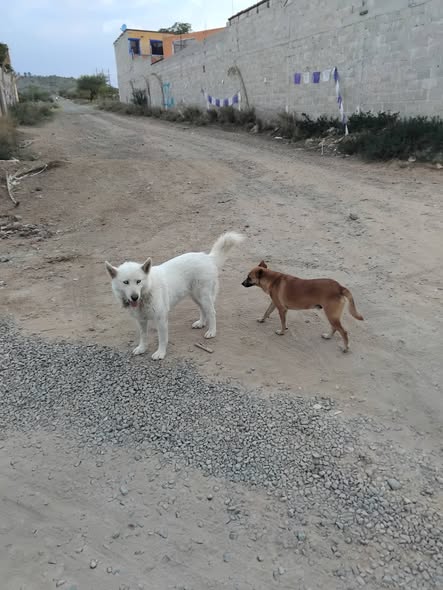 Mixed Breed
