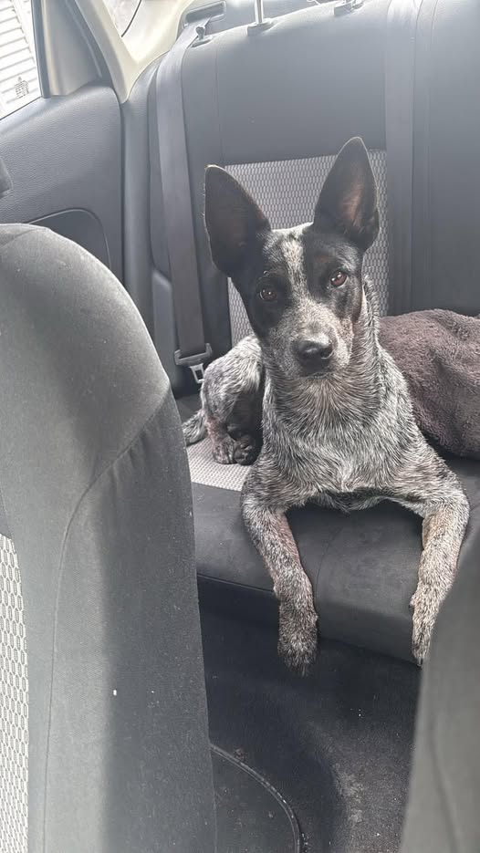 Australian Cattle Dog