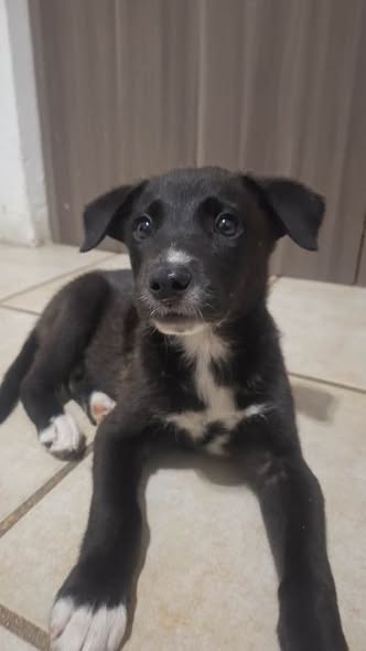 Mixed Breed