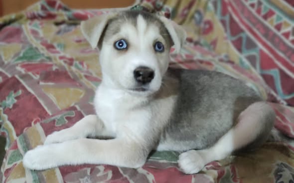 Siberian Husky