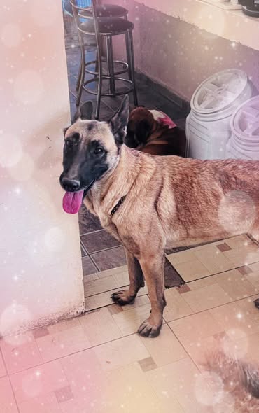Belgian Malinois