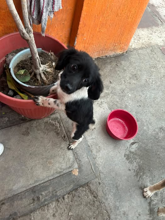 Mixed Breed