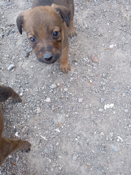 Mixed Breed