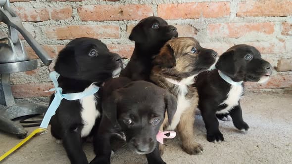 Mixed Breed