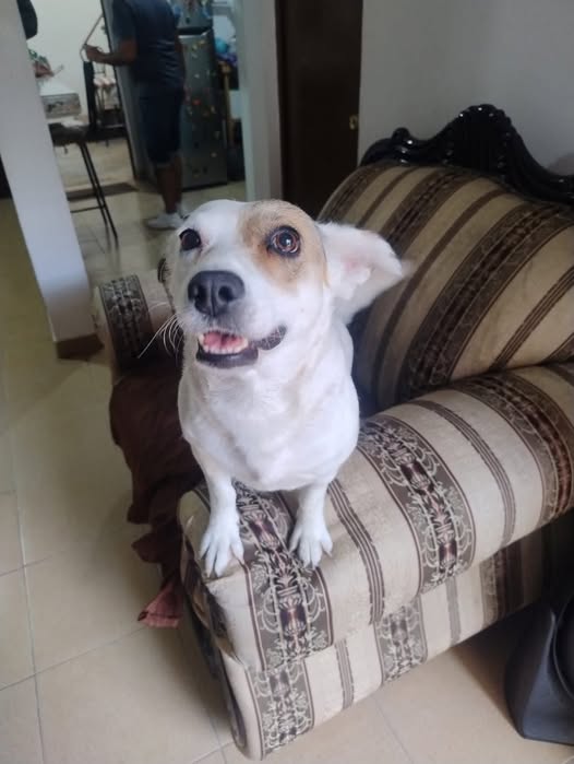 Mixed Breed