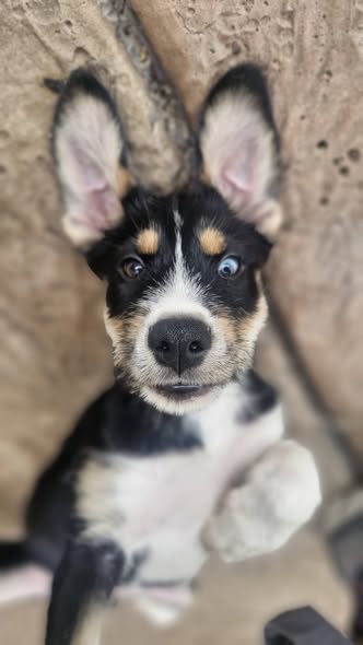 Mixed Breed