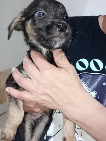 Mixed Breed