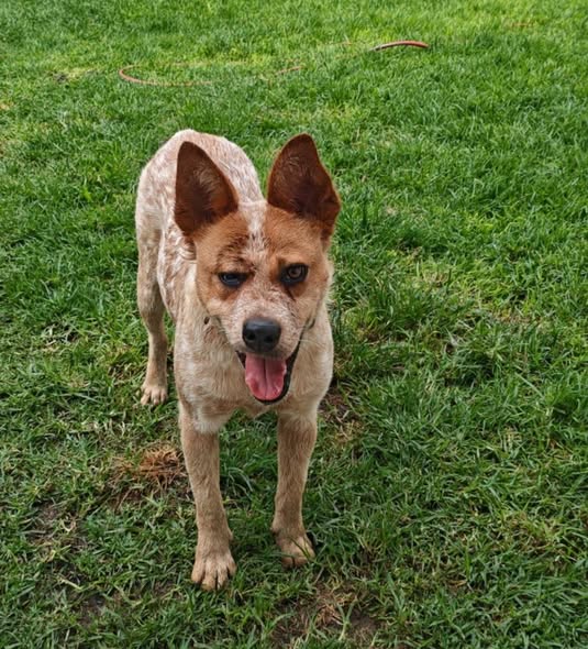 Australian Cattle Dog