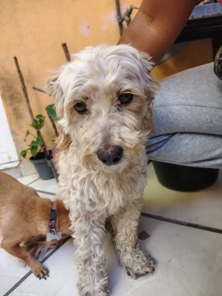 Mixed Breed