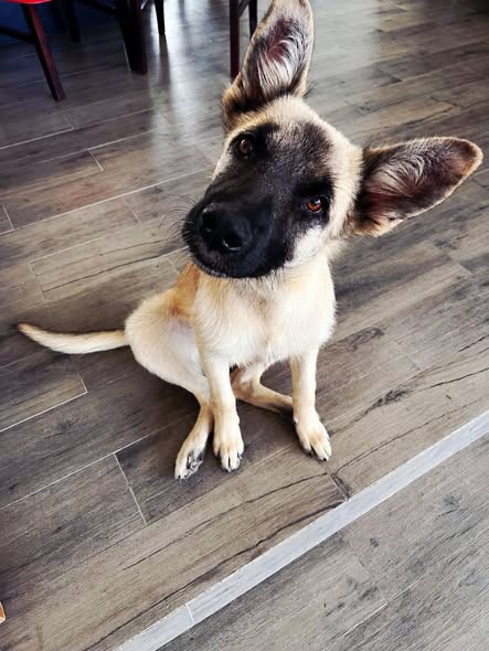 Mixed Breed