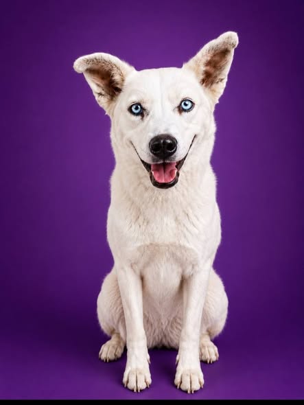 Mixed Breed