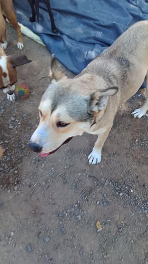 Mixed Breed